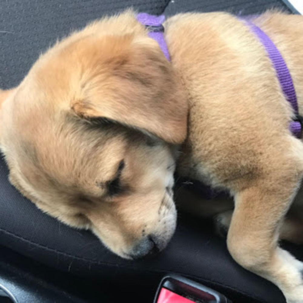 Meet your Posher, Dolbow